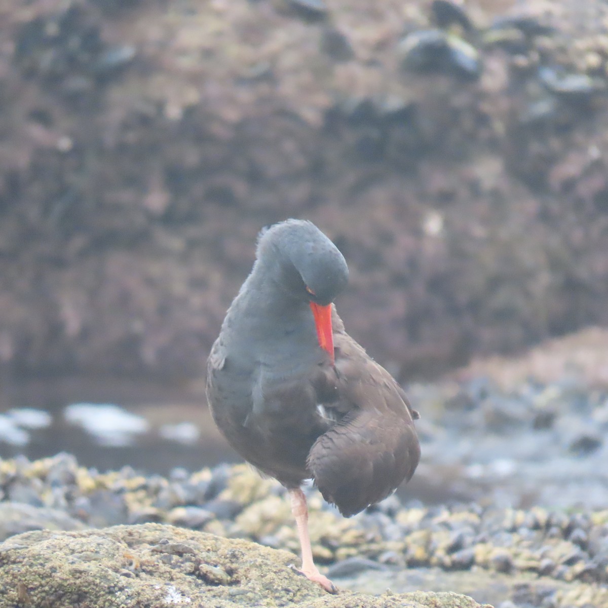 Black Oystercatcher - ML646870003