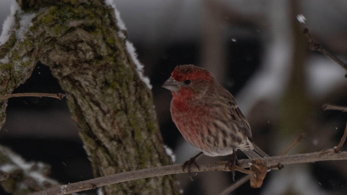 House Finch - ML646870008
