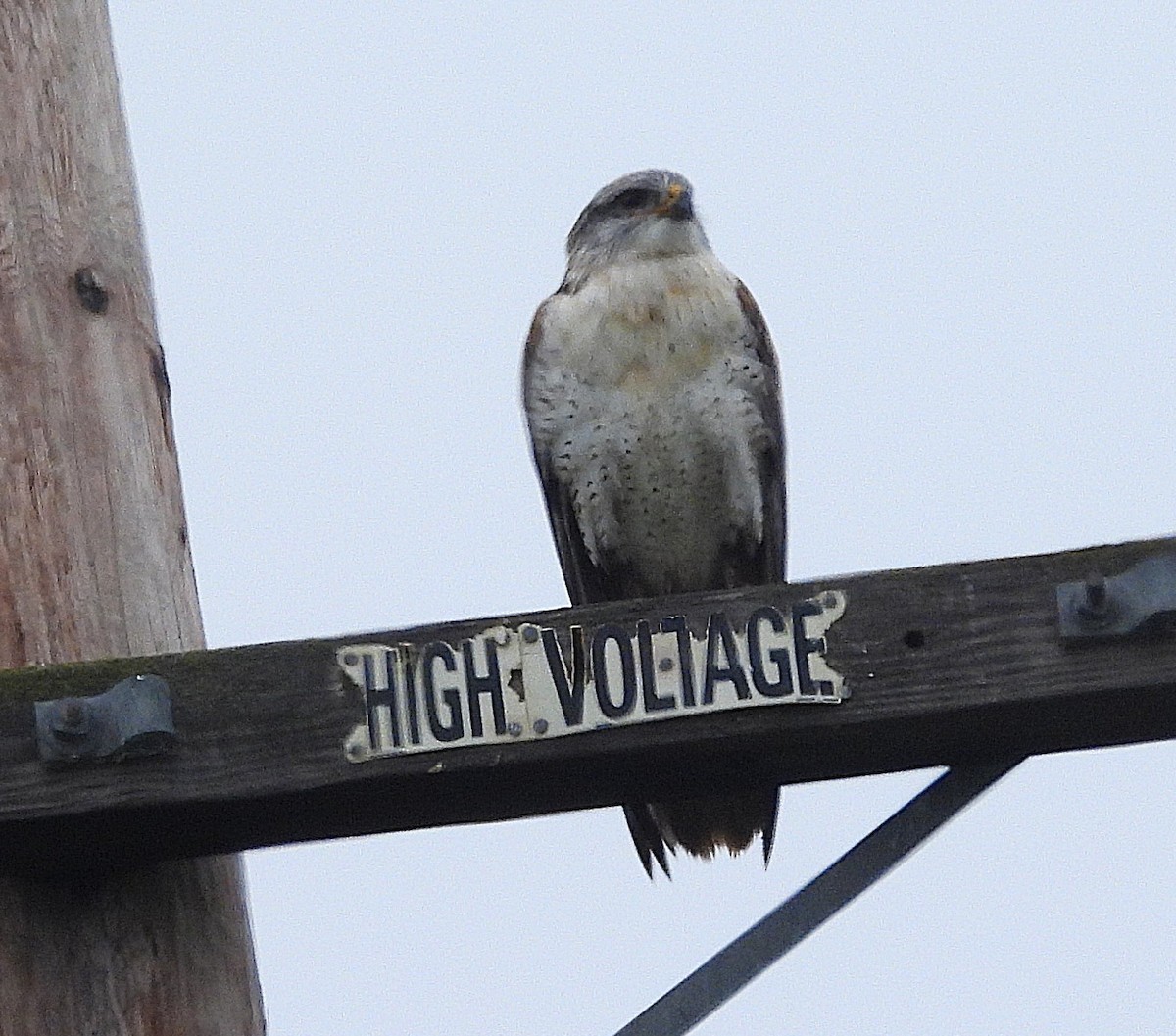 Ferruginous Hawk - ML646870013