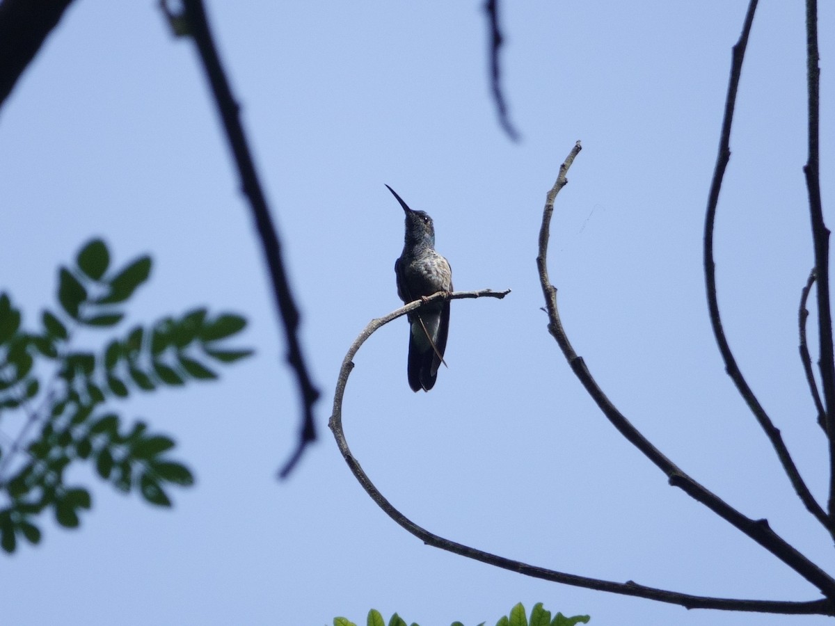 kolibřík bělořitý - ML646870021