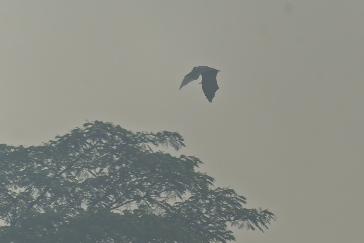 Large Flying-fox - ML646870022