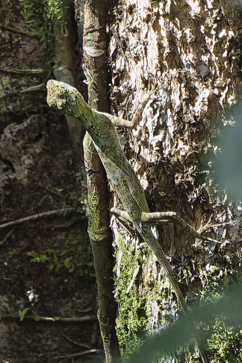 Ornate Earless Agama - ML646870023