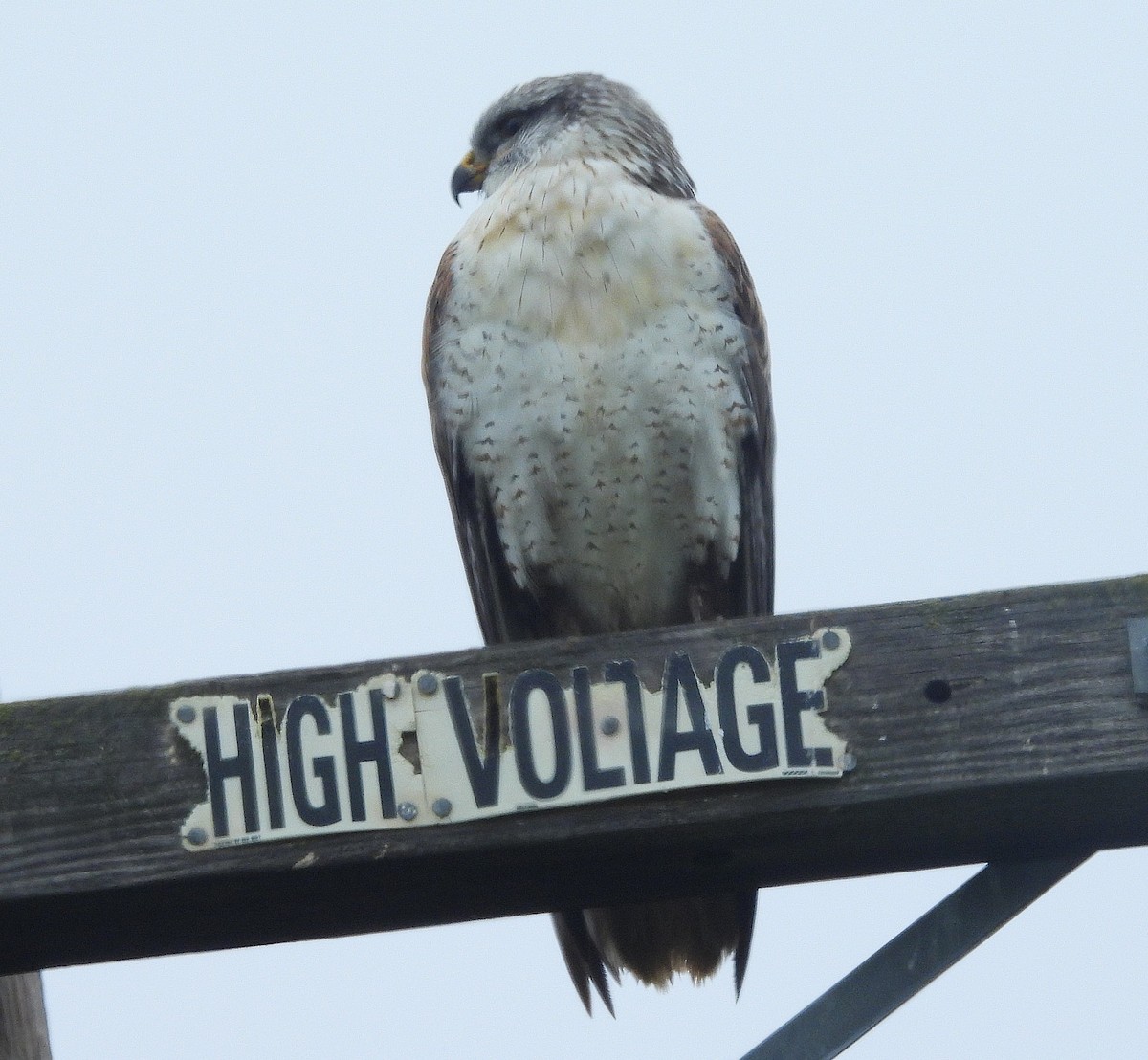 Ferruginous Hawk - ML646870024