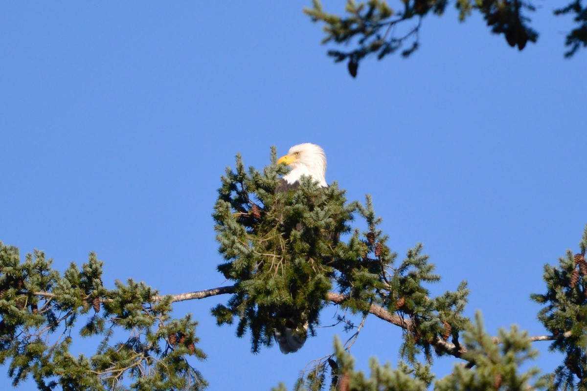 Bald Eagle - ML646870026