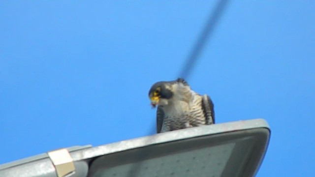 Peregrine Falcon - ML646870027