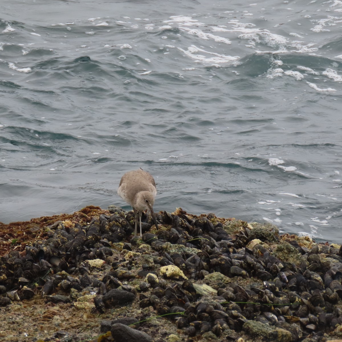 Willet - ML646870037