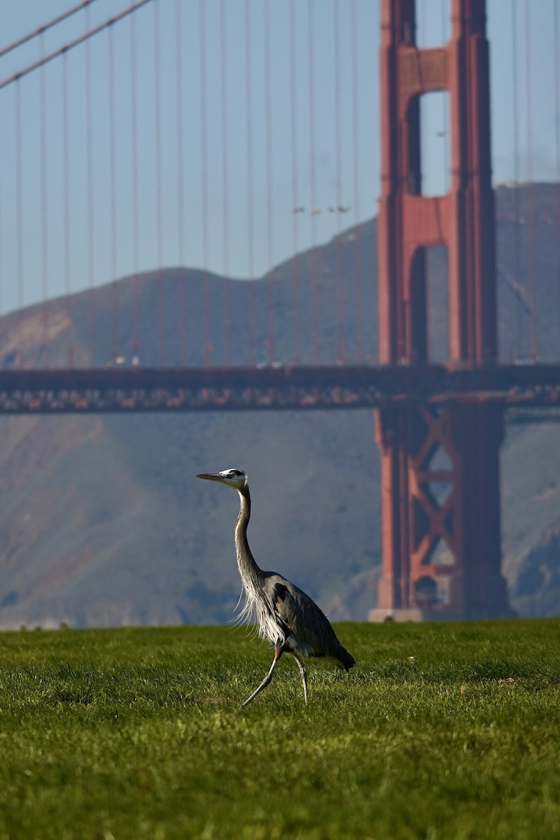 volavka velká - ML646870040