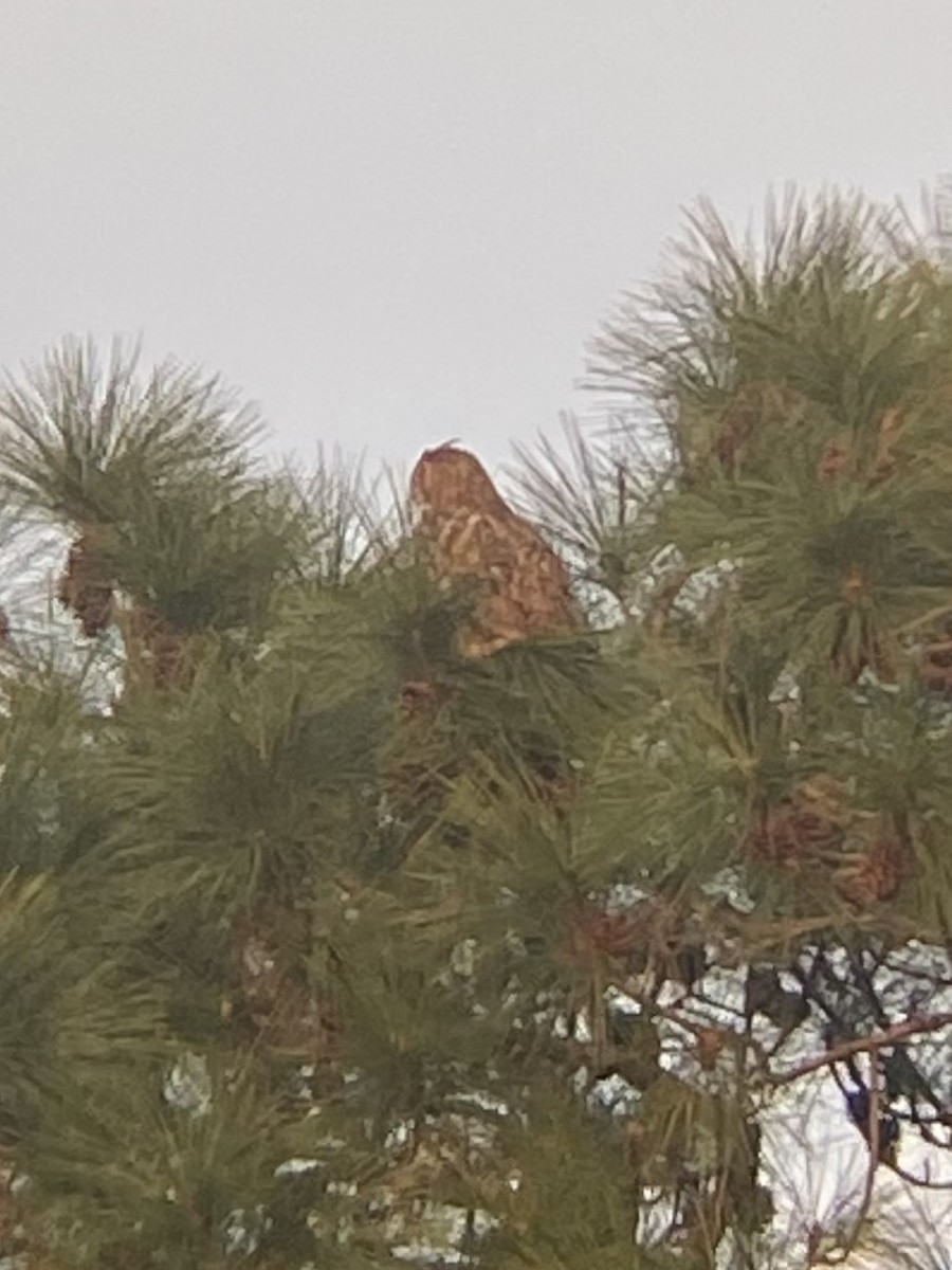 Great Horned Owl - ML646870041