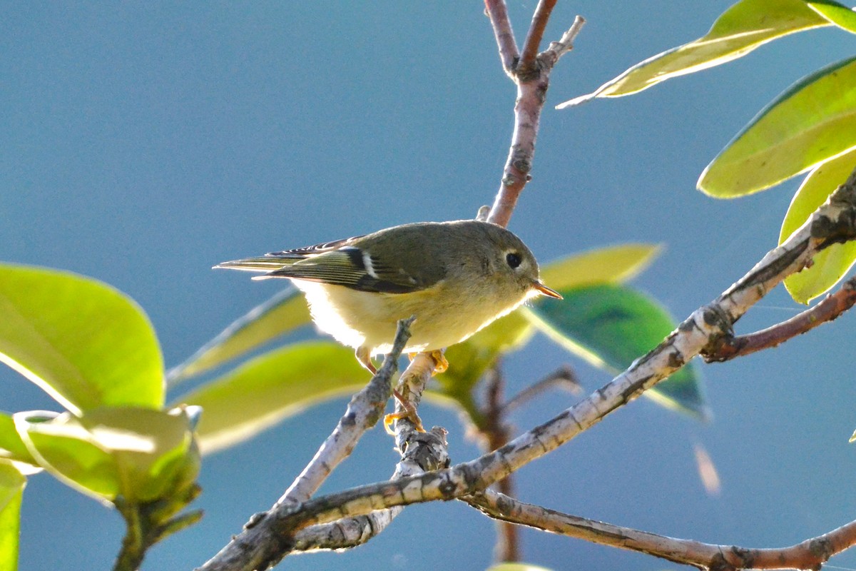 Ruby-crowned Kinglet - ML646870043