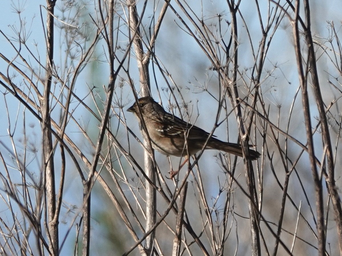 Chingolo Coronidorado - ML646870044
