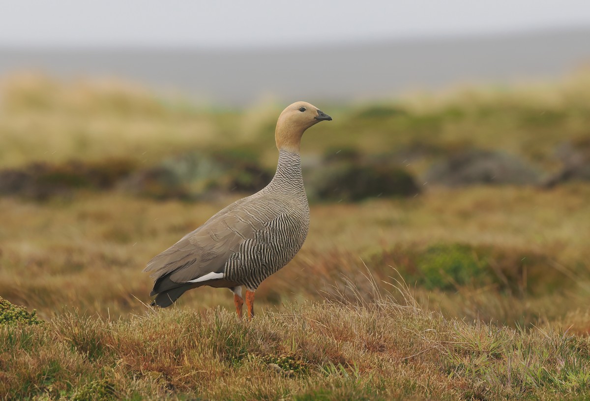 Ruddy-headed Goose - ML646870045