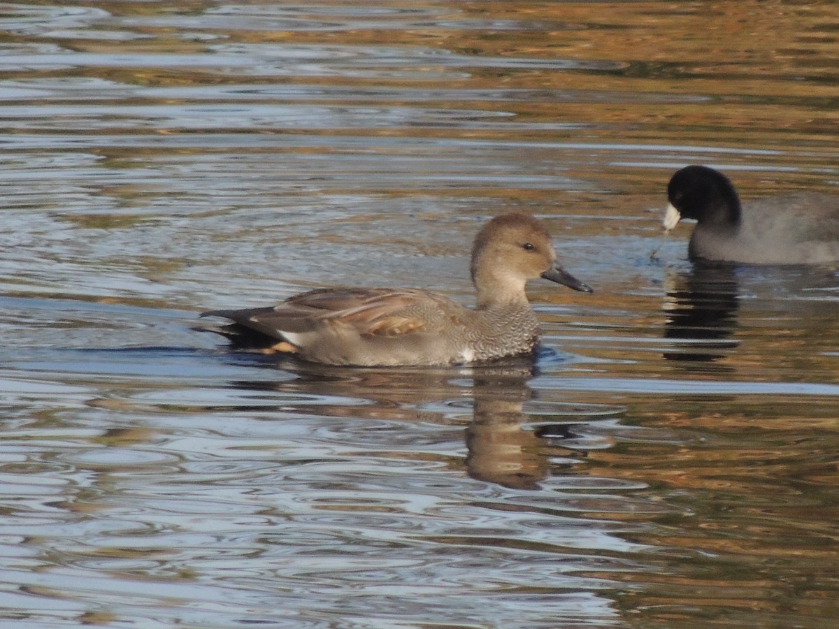 Ánade Friso - ML646870046