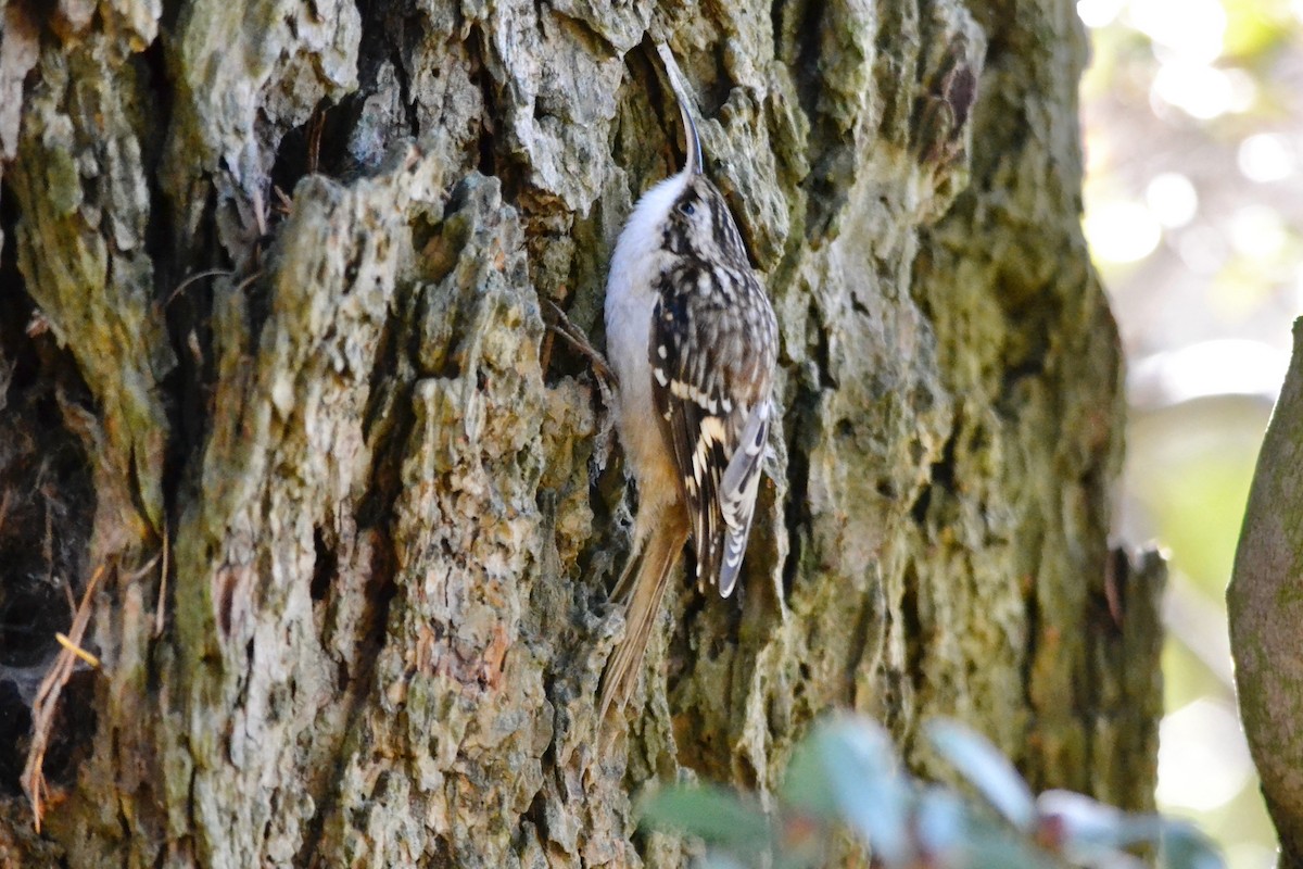 Brown Creeper - ML646870048