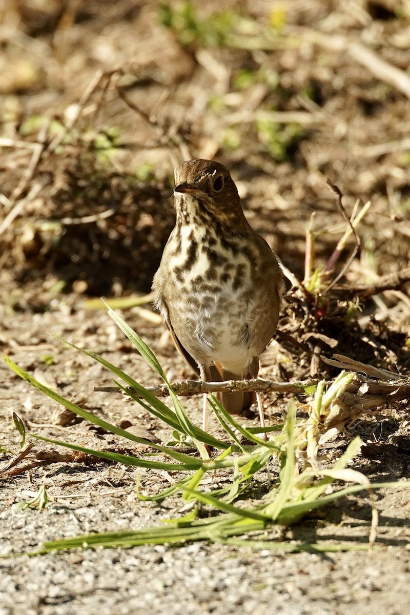 drozd rezavoocasý - ML646870049