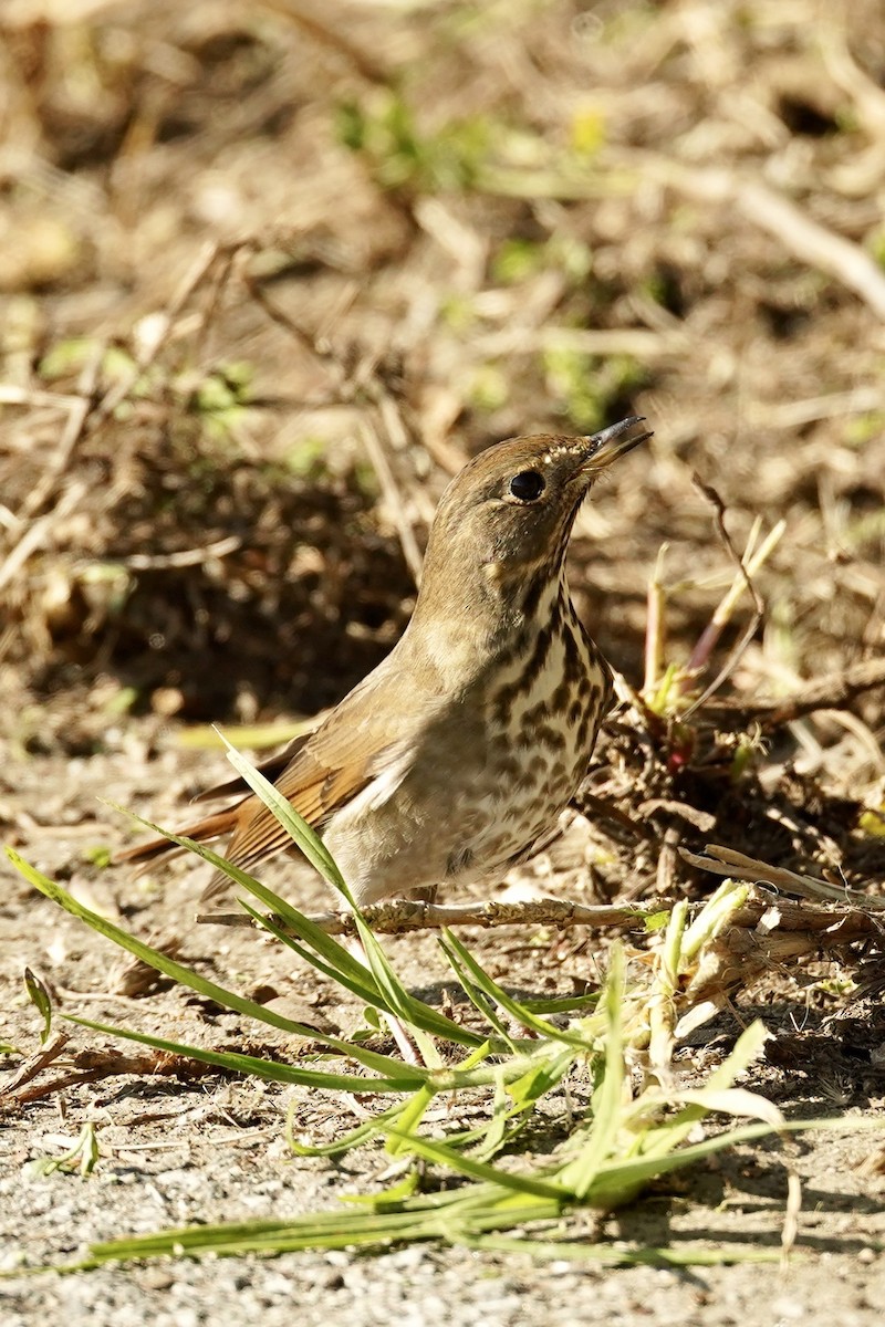 drozd rezavoocasý - ML646870050