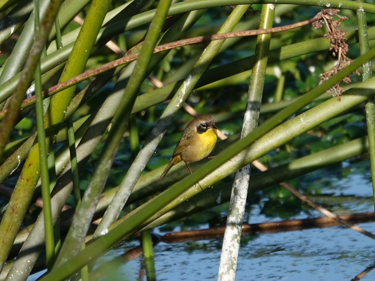 Common Yellowthroat - ML646870052