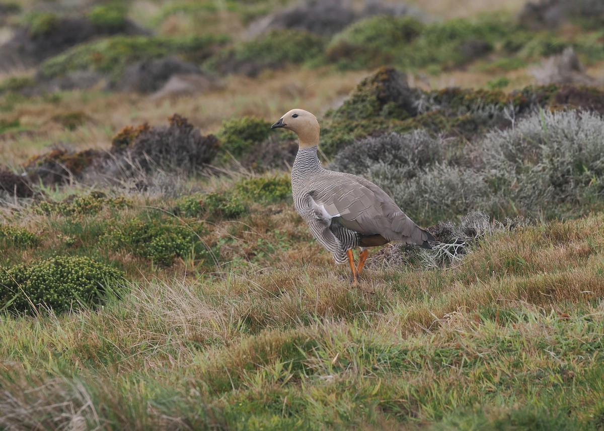 Ruddy-headed Goose - ML646870053