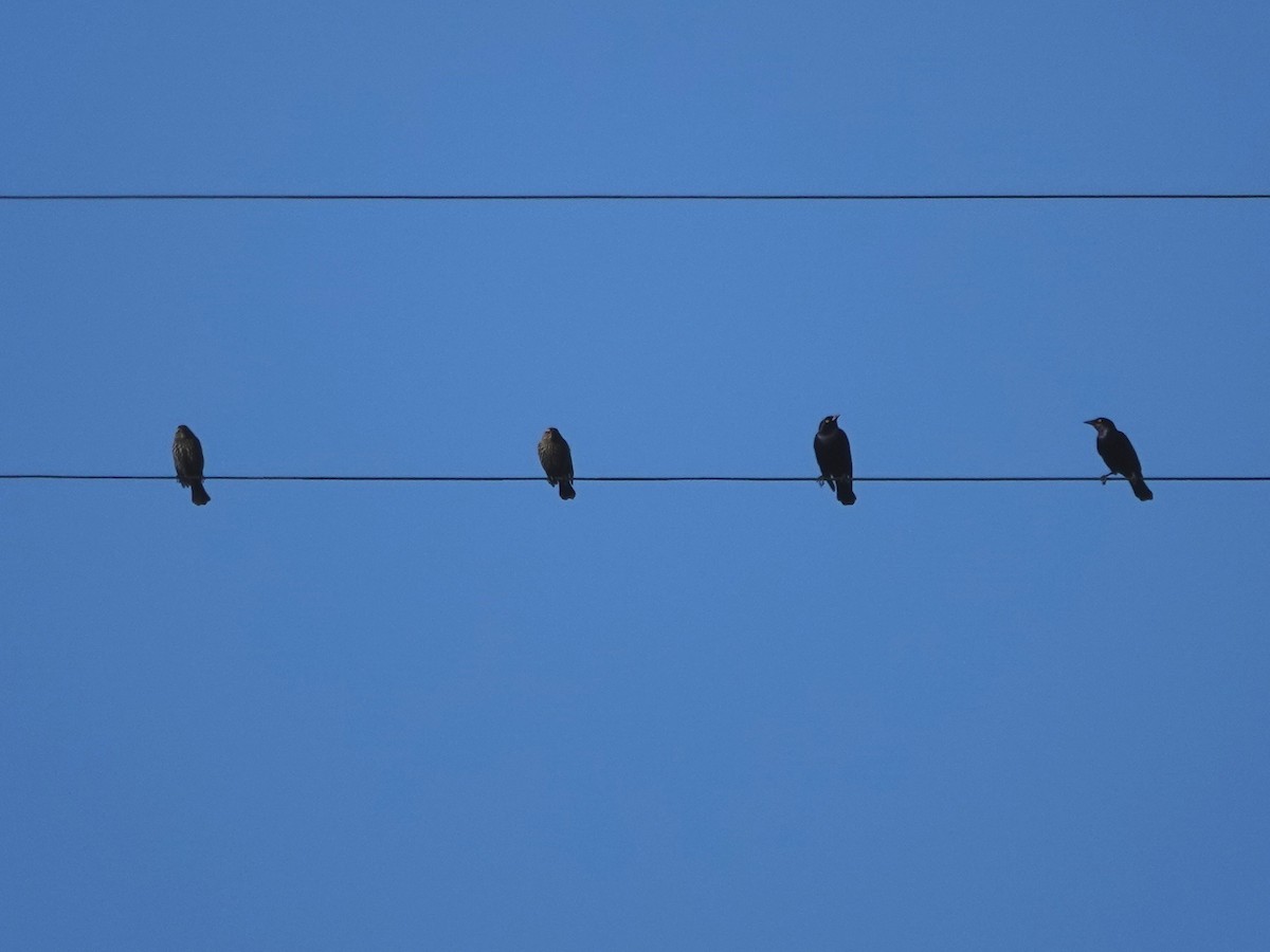 Brewer's Blackbird - ML646870054