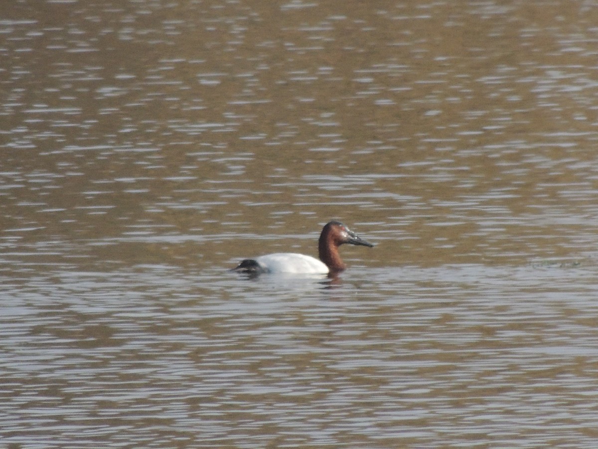 Canvasback - ML646870055