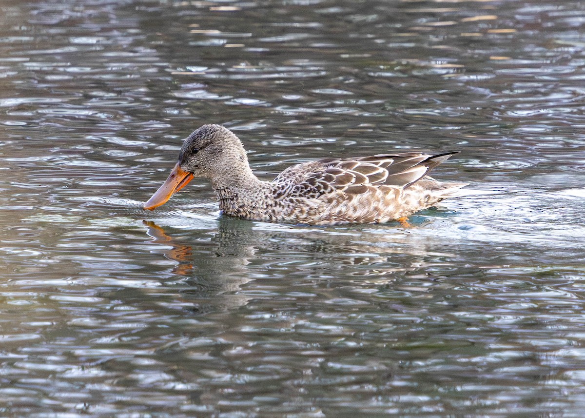 Northern Shoveler - ML646870056