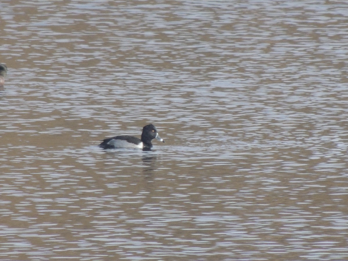 Ring-necked Duck - ML646870057