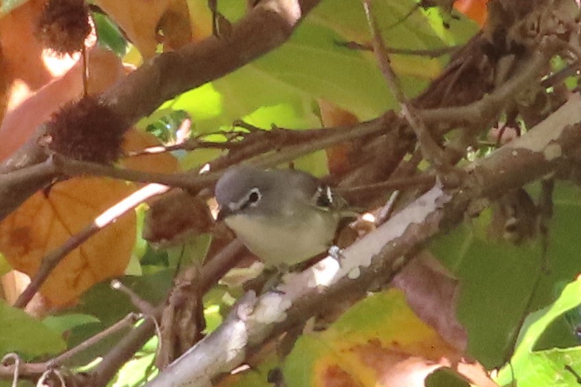 Plumbeous Vireo - ML646870058