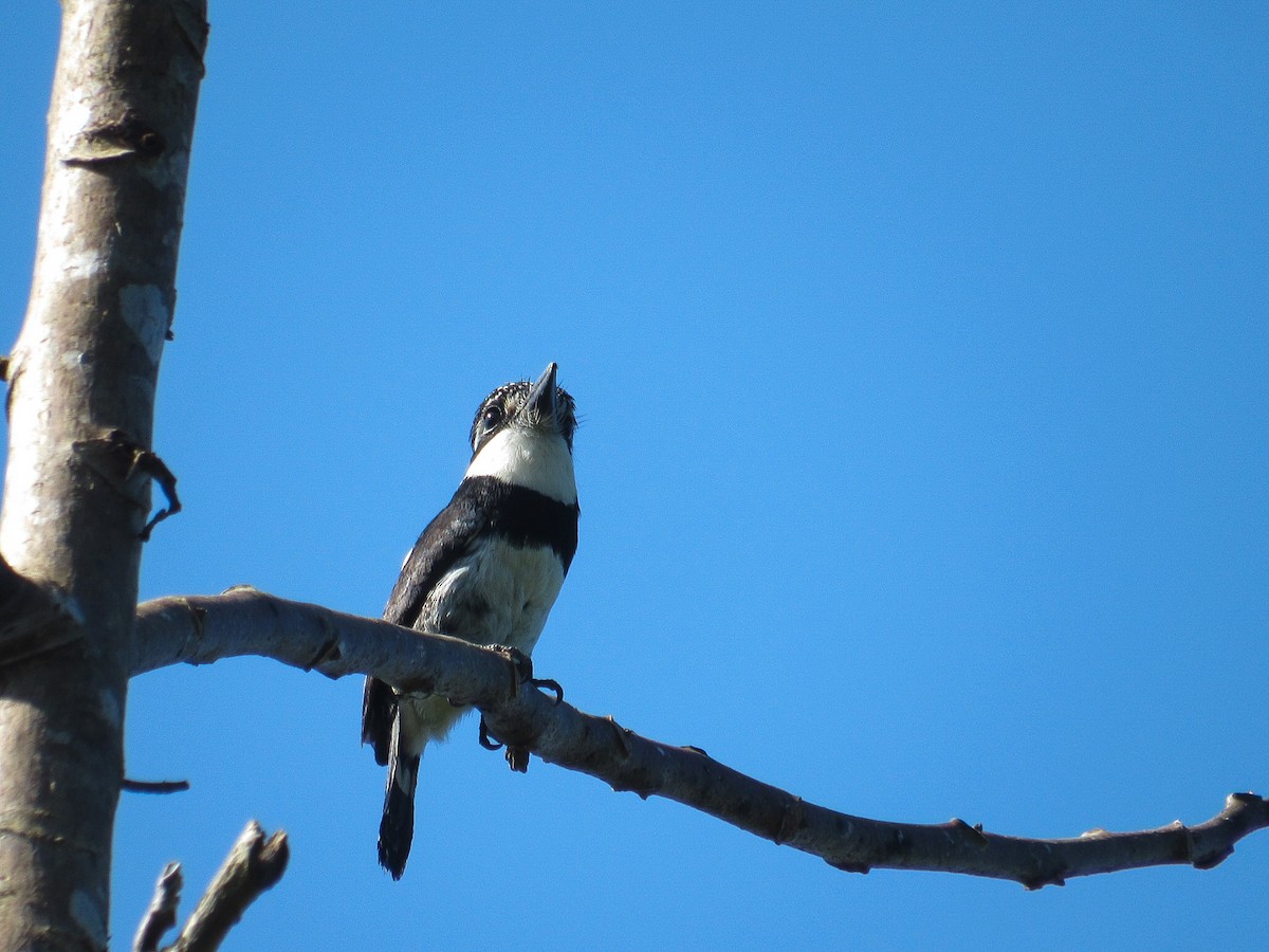 Pied Puffbird - ML646870059