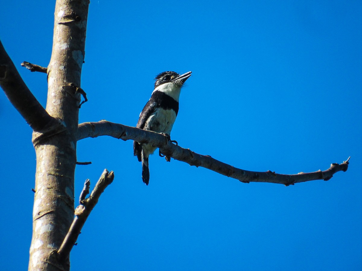 Pied Puffbird - ML646870060