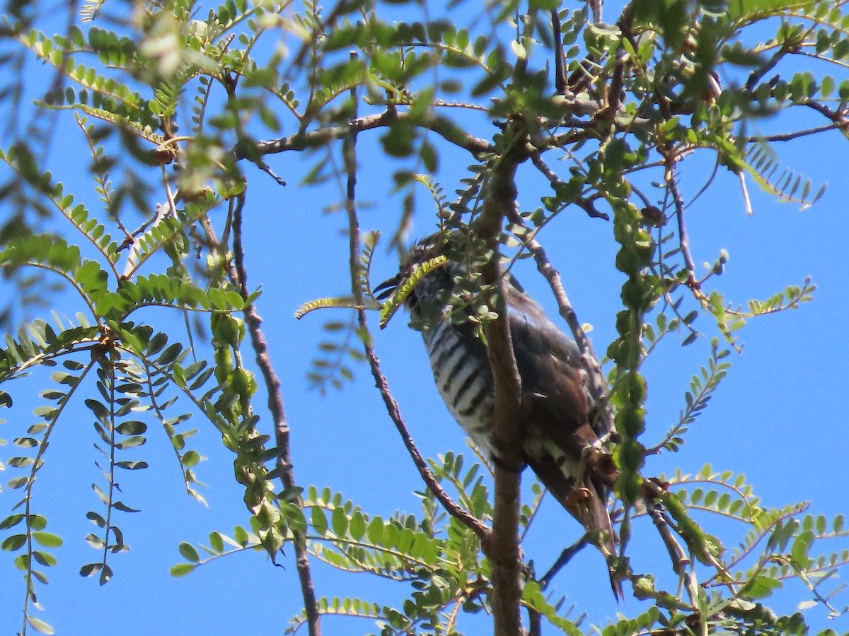 Shining Bronze-Cuckoo - ML646870061