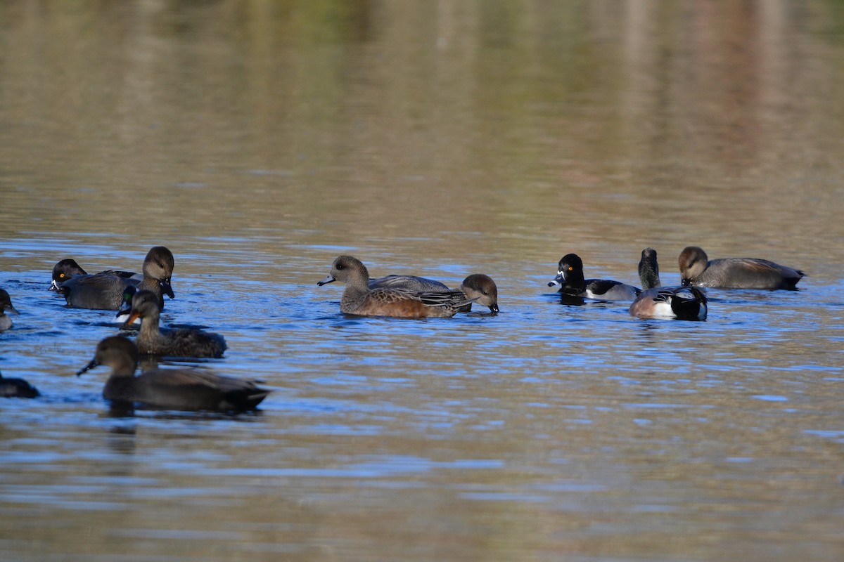 American Wigeon - ML646870062