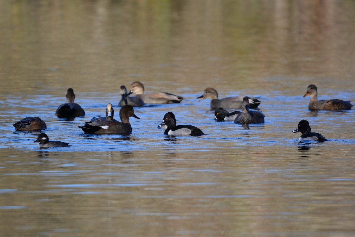 American Wigeon - ML646870063