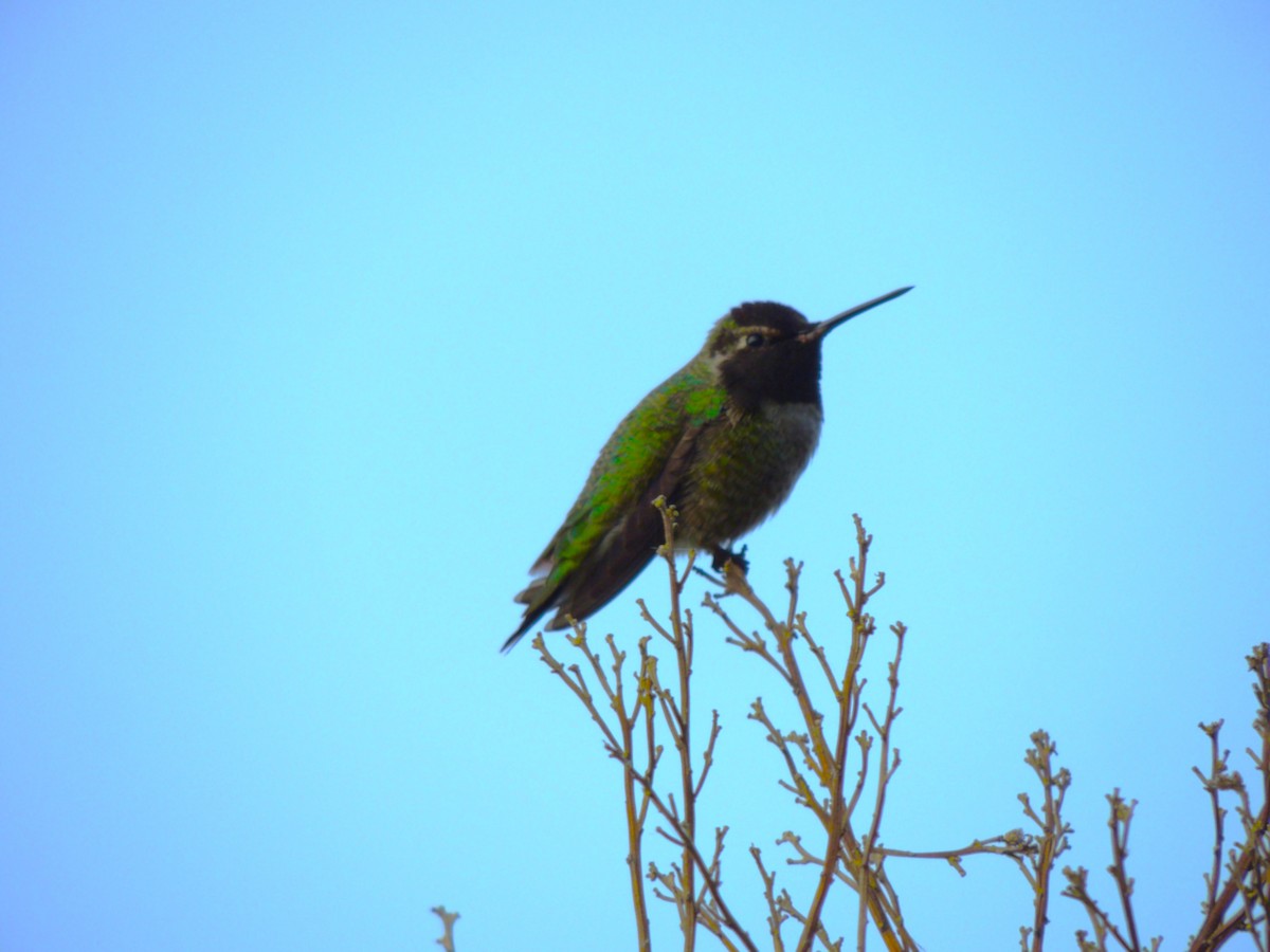 Anna's Hummingbird - ML646870064