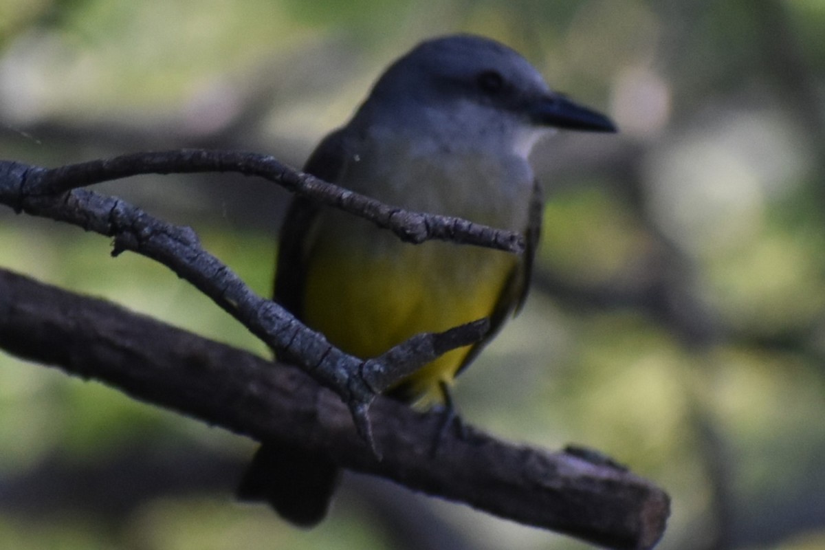 Tropical Kingbird - ML646870066