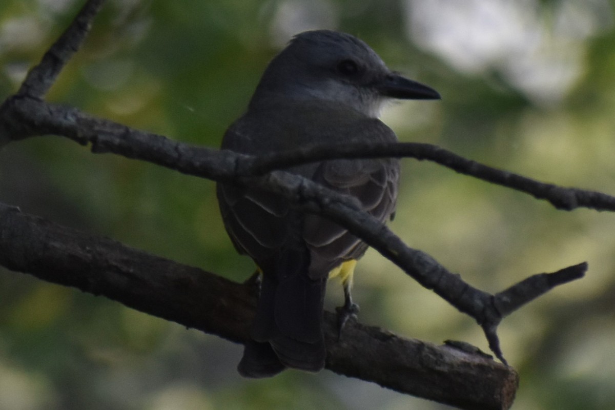 Tropical Kingbird - ML646870067