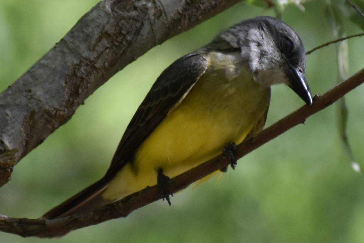 Tropical Kingbird - ML646870068