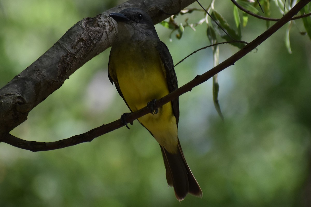 Tropical Kingbird - ML646870069