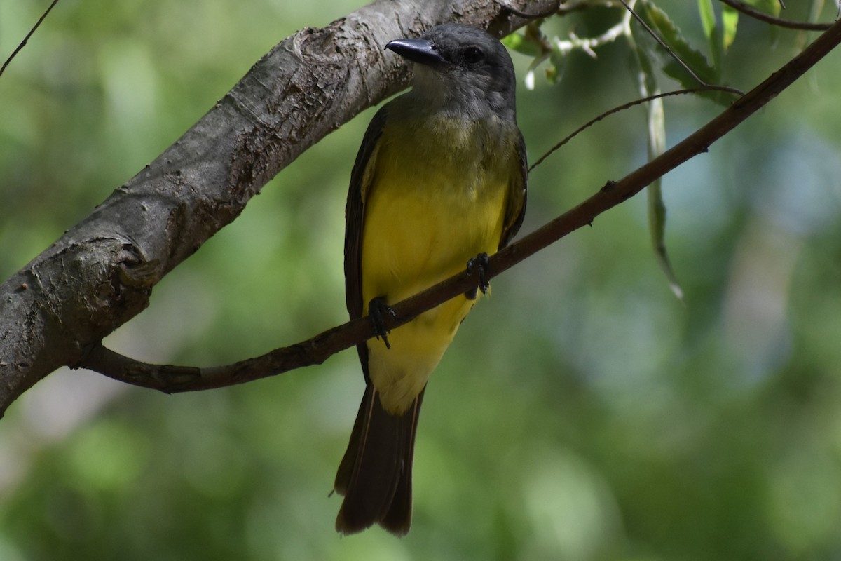 Tropical Kingbird - ML646870070