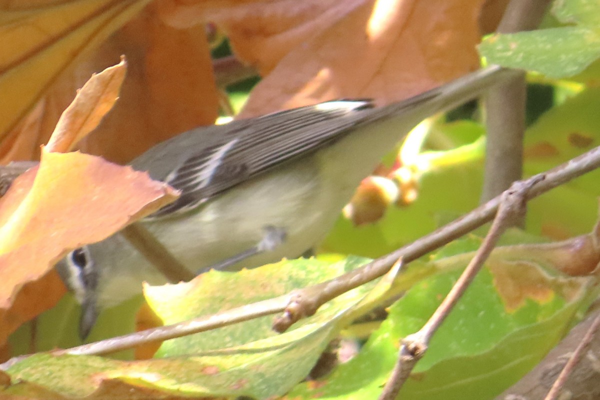 Plumbeous Vireo - ML646870071