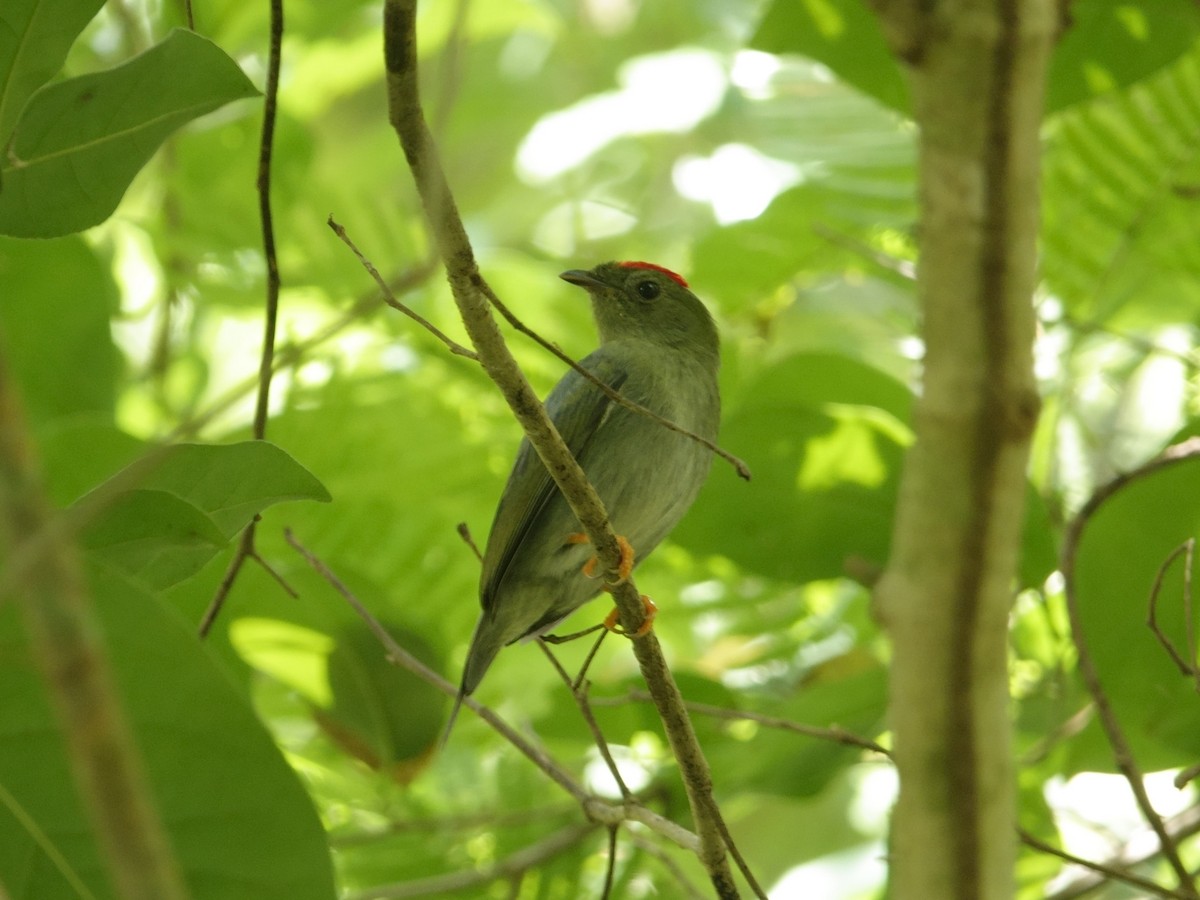 Lance-tailed Manakin - ML646870073