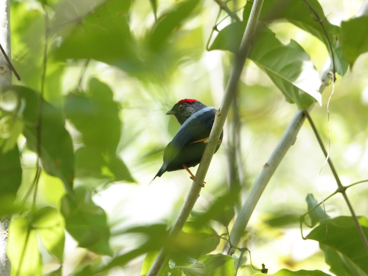 Lance-tailed Manakin - ML646870074