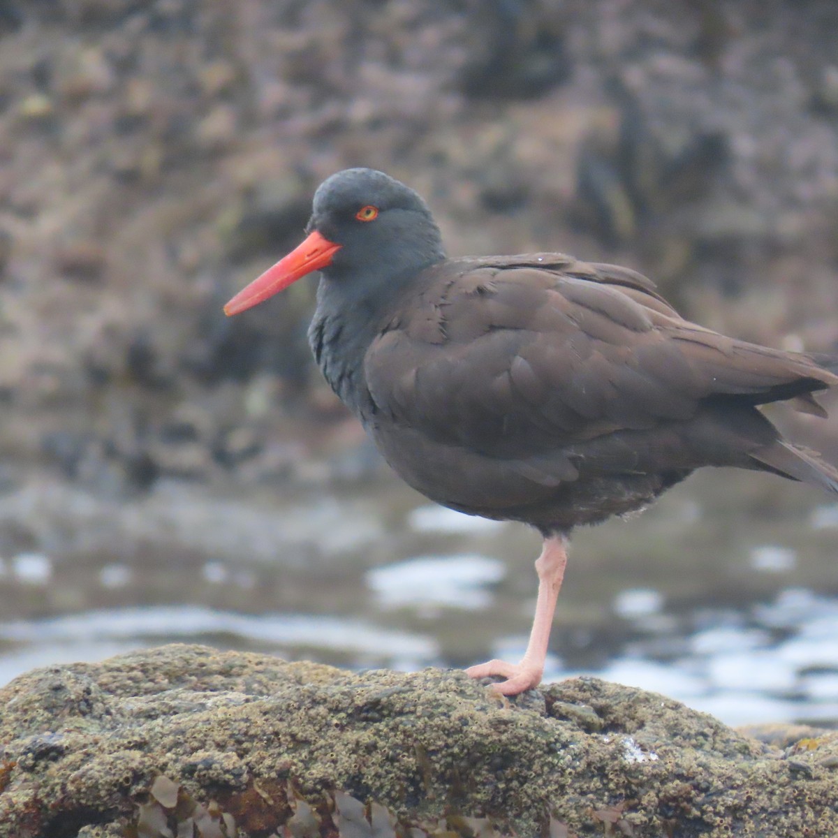 Black Oystercatcher - ML646870075