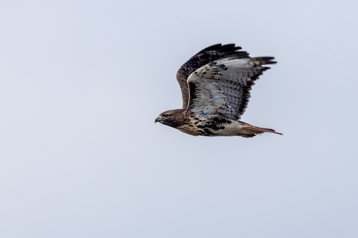 Канюк неоарктичний (підвид abieticola) - ML646870076