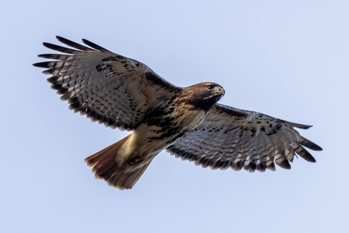 Канюк неоарктичний (підвид abieticola) - ML646870077