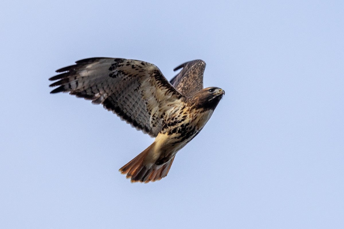 Канюк неоарктичний (підвид abieticola) - ML646870078