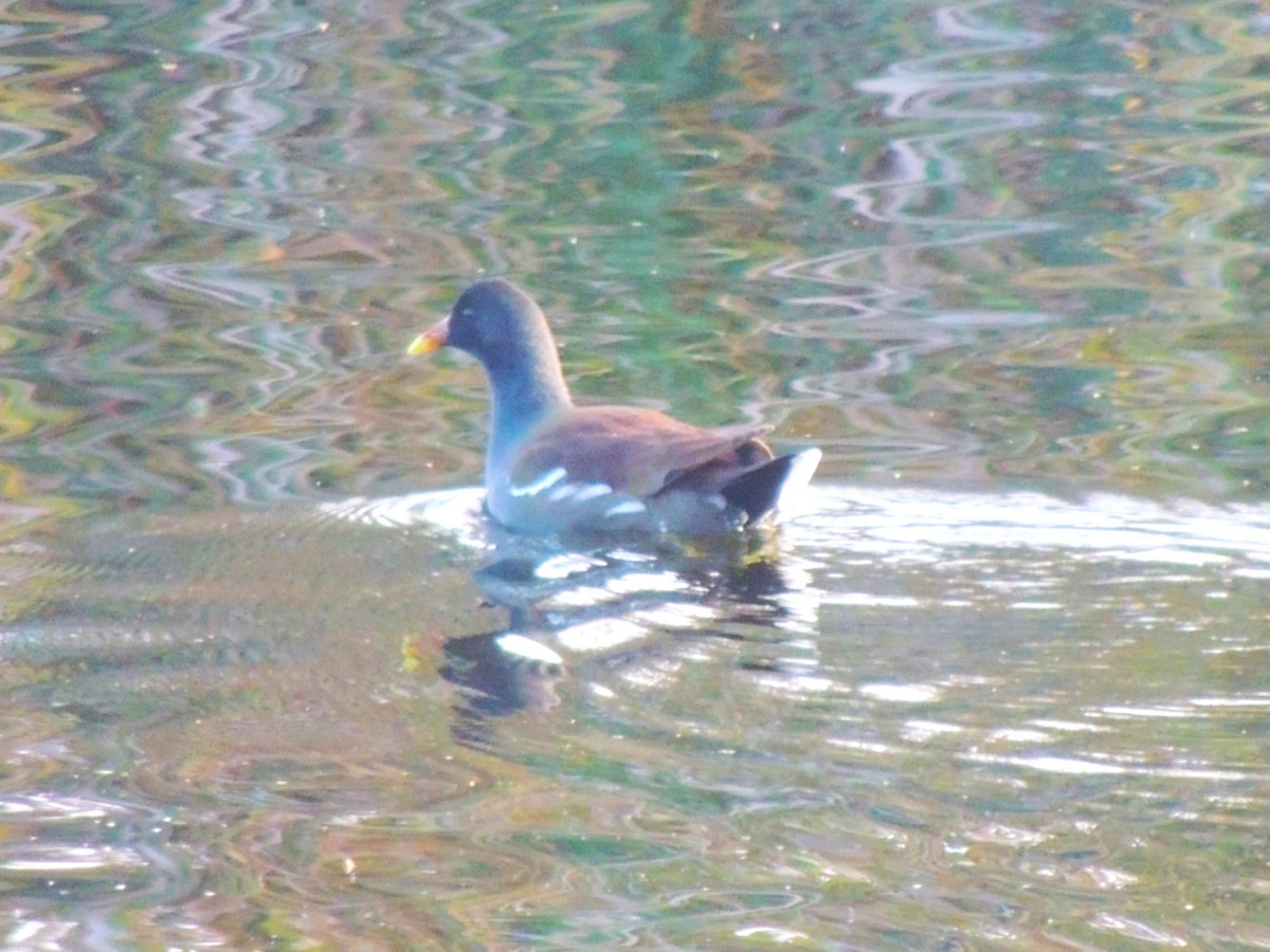 Common Gallinule - ML646870079