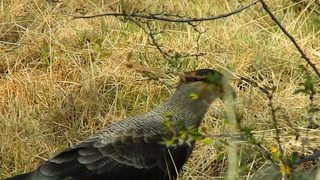 Crested Caracara - ML646870081
