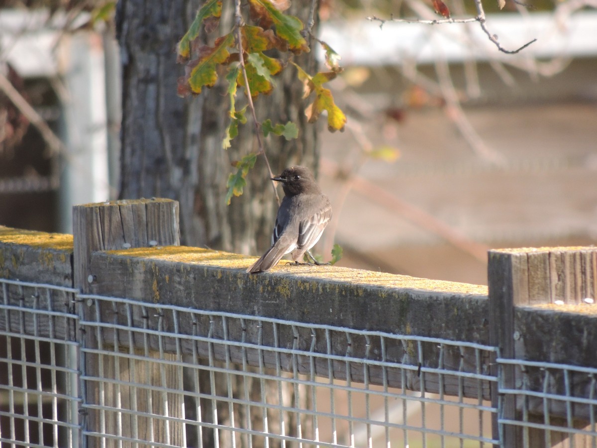 Black Phoebe - ML646870082