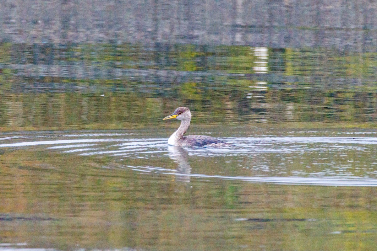 Пірникоза сірощока - ML646870083