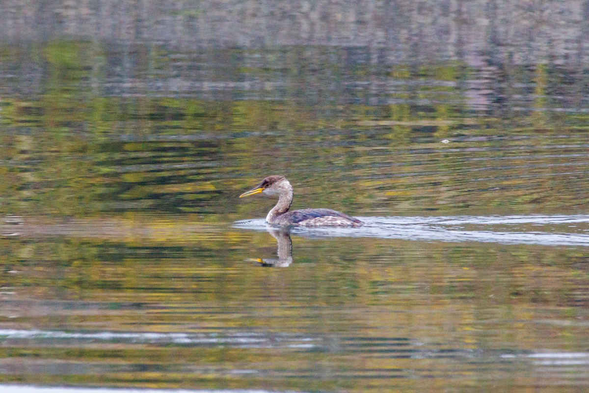 Пірникоза сірощока - ML646870084
