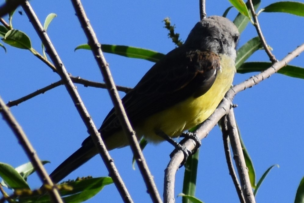 Tropical Kingbird - ML646870085